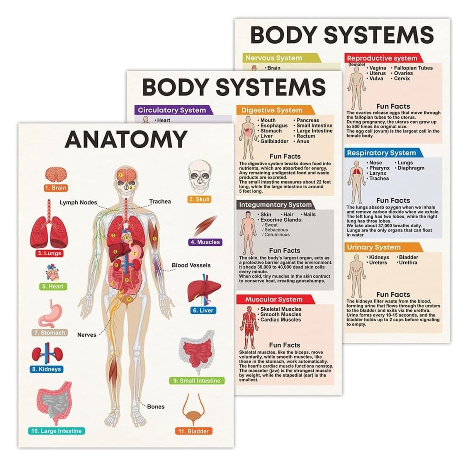 KCDFDVJFBM Human Body System Posters Anatomy Chart Collection Skeletal Muscular Circulatory Systems Educational Print for Biology Class Science Classroom(Unframed,12x18inch(30x45cm))