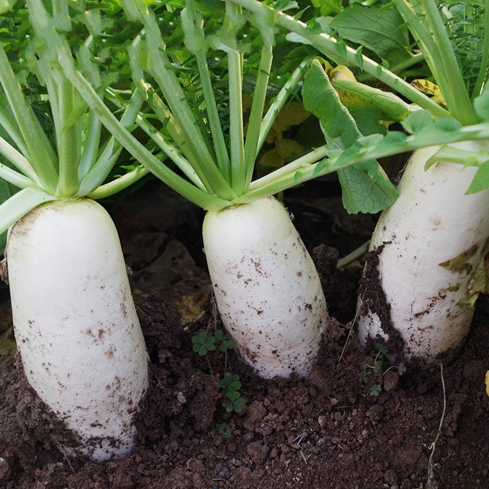 VibeX Hybrid White Giant Long Radish Seeds-300 Seeds (B0BBGRHDQ3) Amazon Price History, Amazon Price Tracker