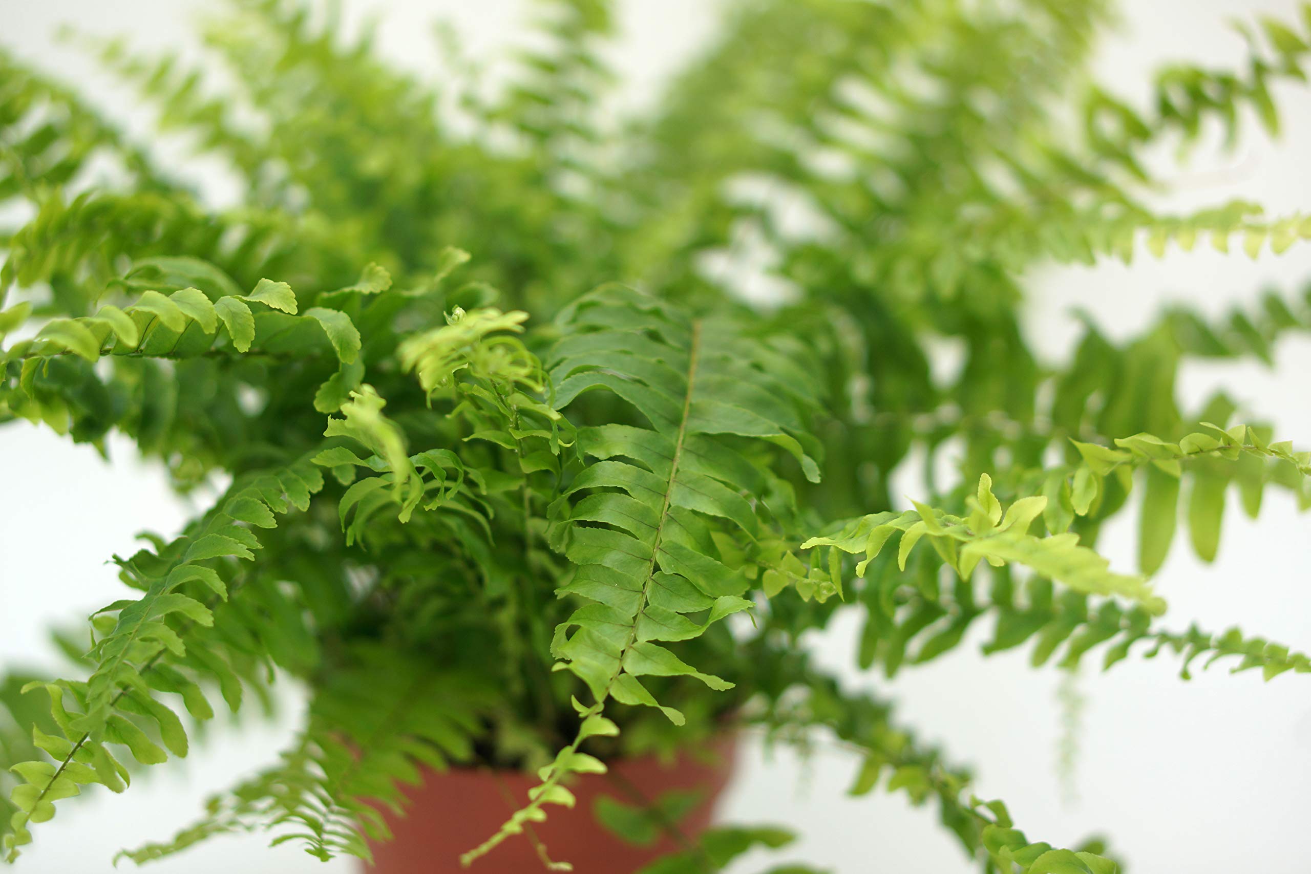 Schwertfarn, (Nephrolepis exaltata), luftreinigende Zimmer und Büropflanze, verbessert das Raumklima, (im 12cm Topf)