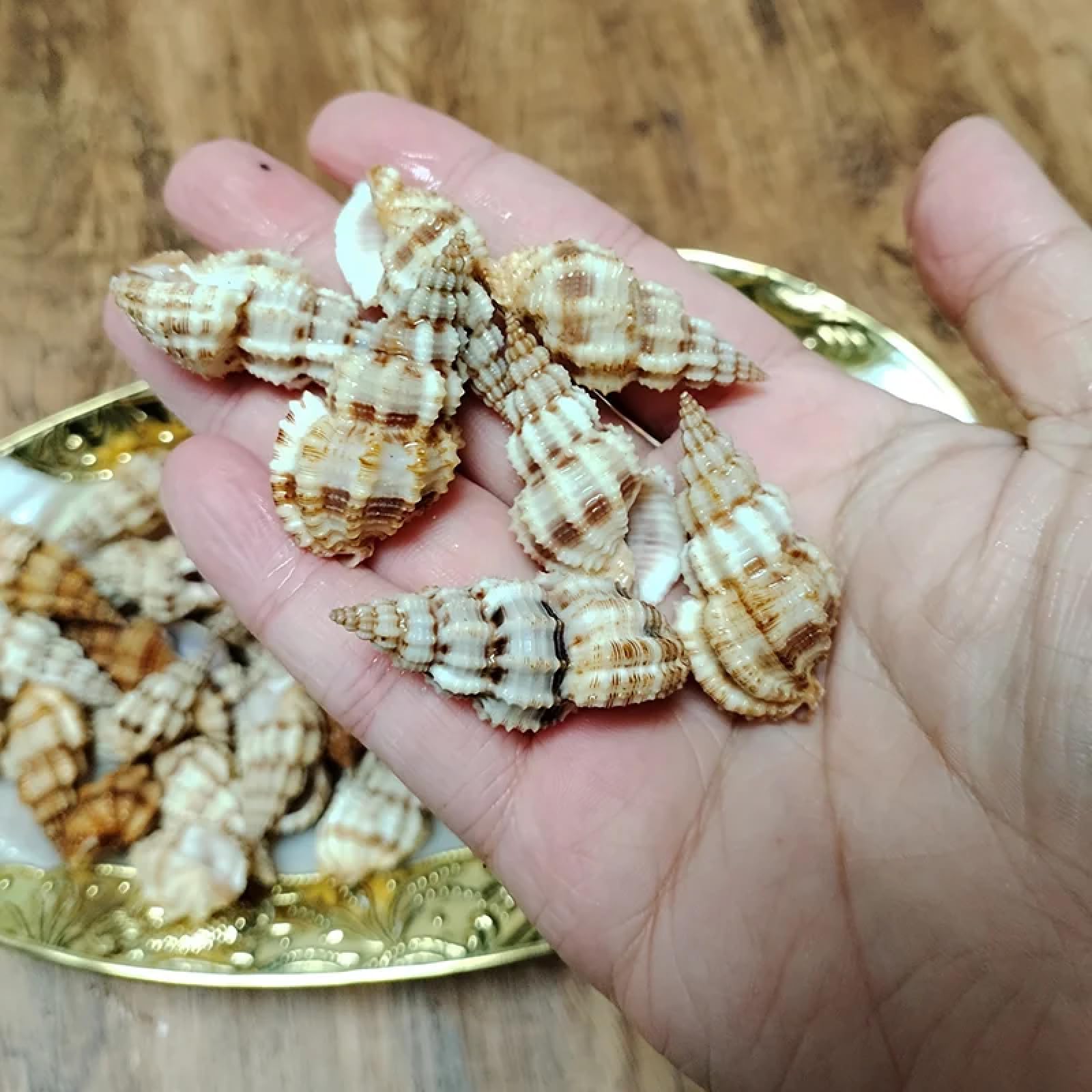 Conchiglie per decorazione, 10 pezzi, 3 cm-5 cm, forma affusolata, turritella, conchiglie, conchiglie per collezionisti, decorazioni per matrimoni, feste a tema spiaggia, artigianato