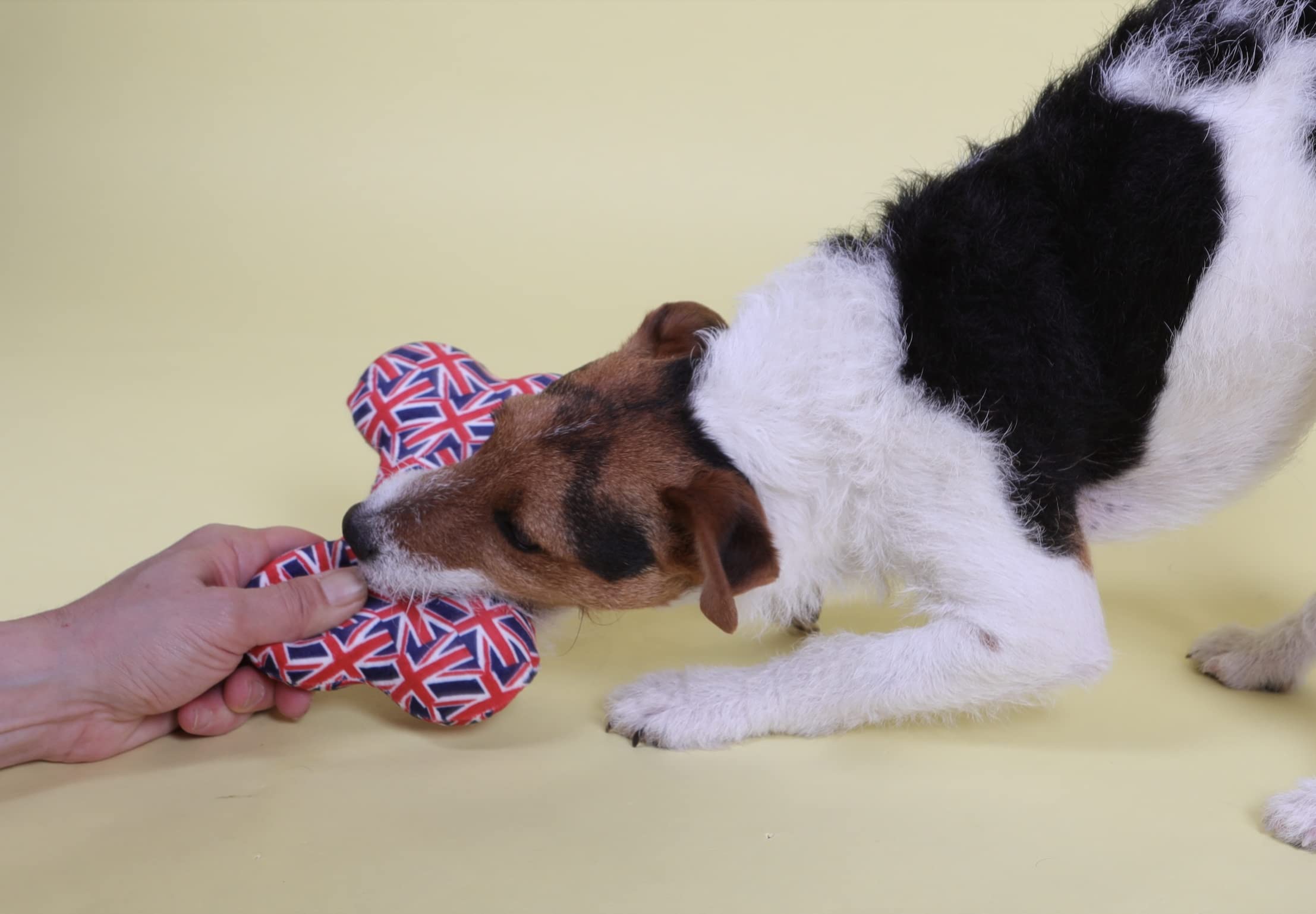 Pet London Union Jack British Flag Squeaker Bone Dog Toy-Full size squeaky insert- UK design, Red, White, Blue, Multicolor, 7 inches - Image 4