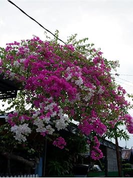 Sarma k Begonvil 70 100 Cm1 Adet Saks l  D  Mekan Dekoratif Bitkisi Bougainvillea