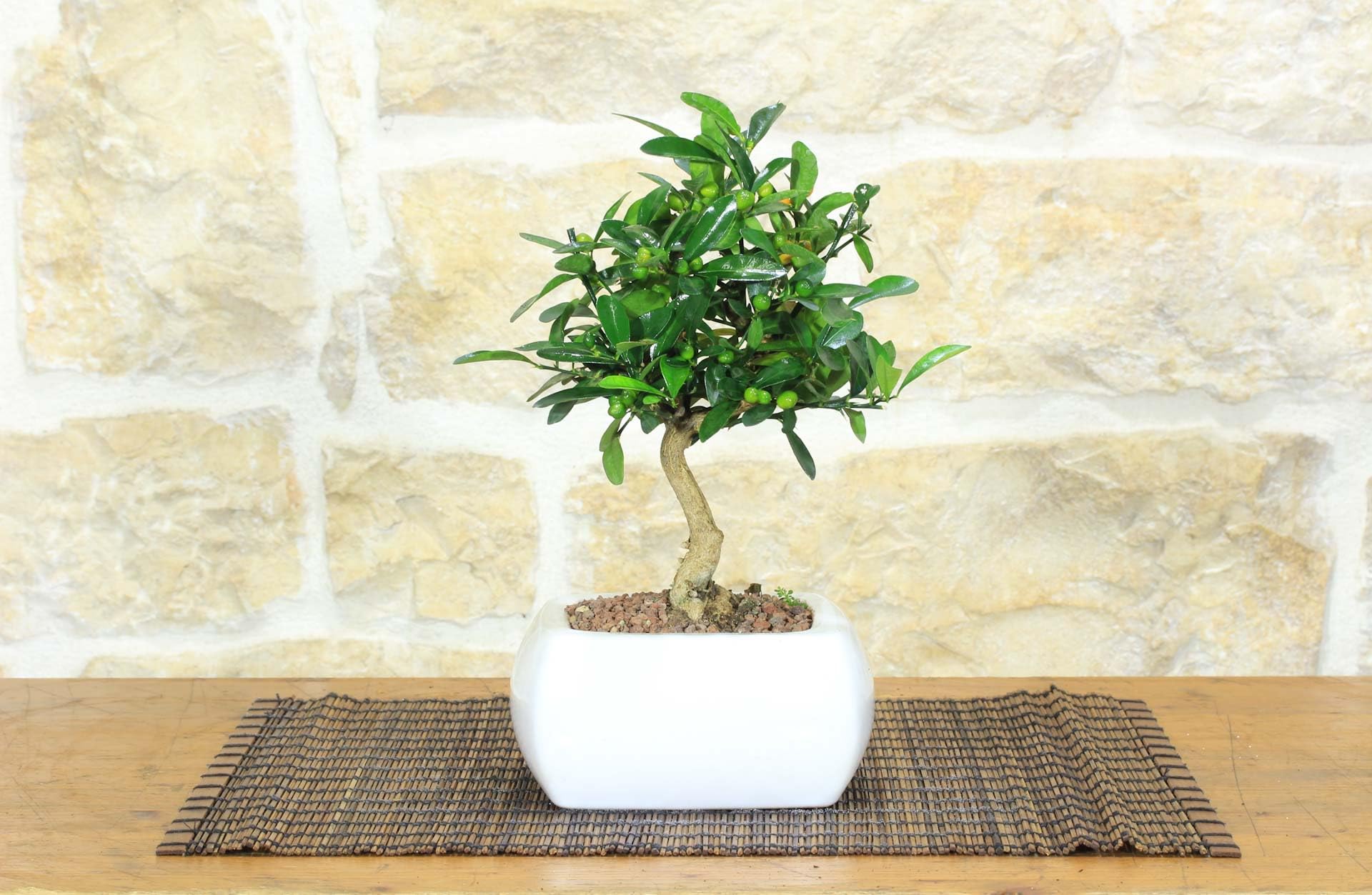 Pollice Verde - Bonsai Citrus Kinzu (Mandarino Nano) in Vaso Quadro Ceramica Bianca (15cm) – Pianta Vera di Agrumi Ornamentale – Idea Regalo Originale e Bomboniera