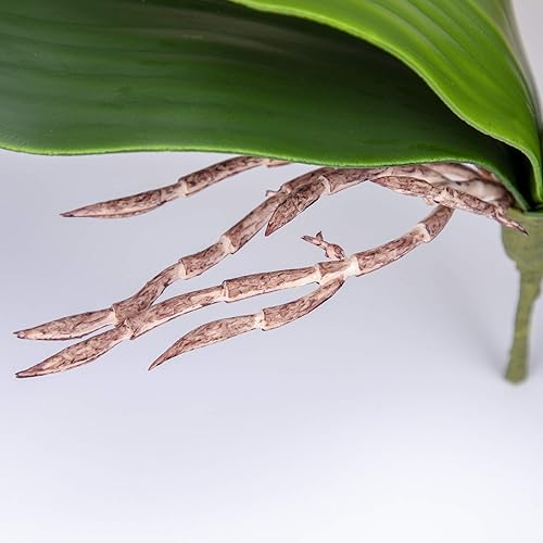 Vista 9 de Fnize hojas de orquídea artificiales Phalaenopsis tallos hoja de imitación Cymbidium flor follaje verde real táctil látex a granel 8 pulgadas 2pcs