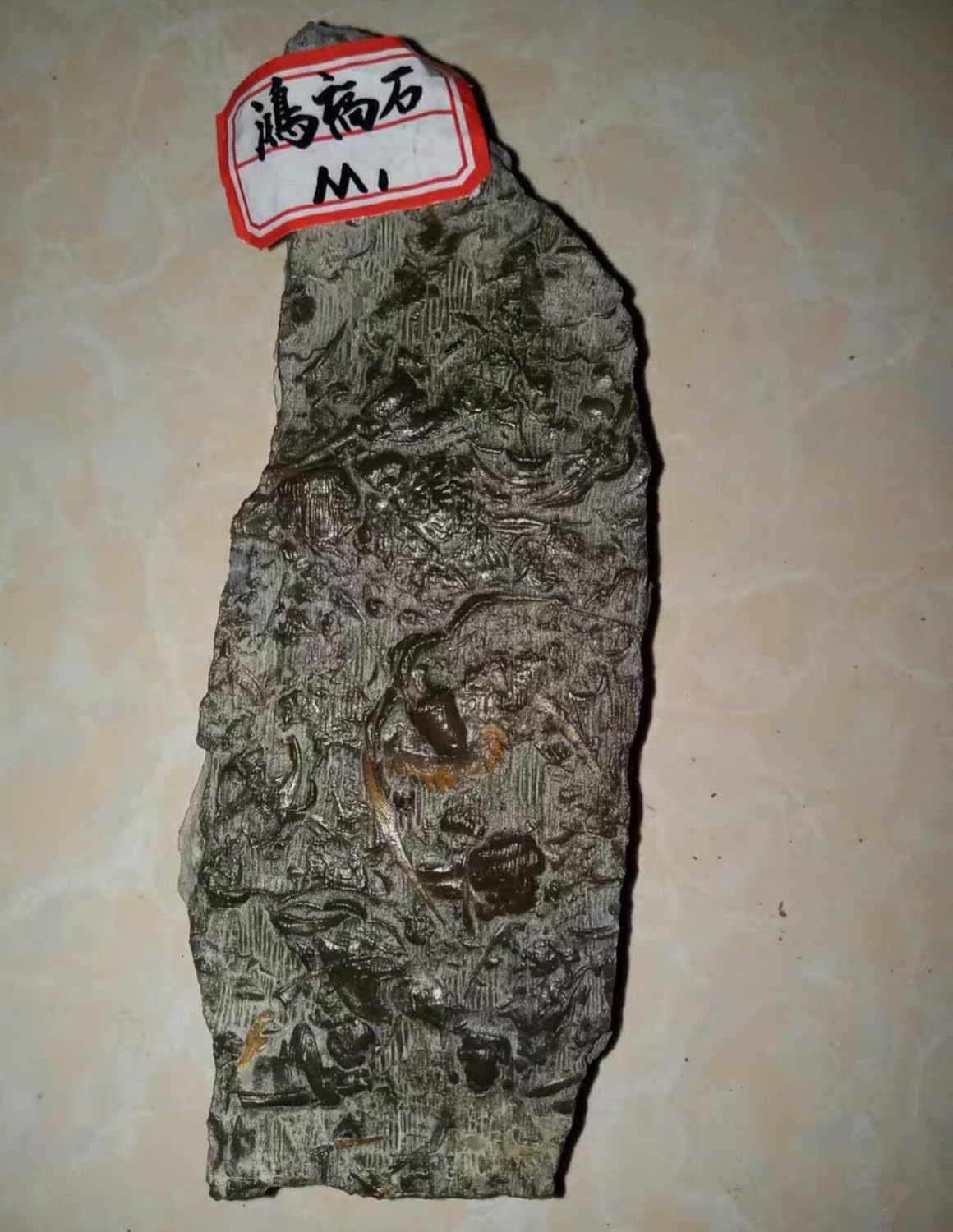 400G Cambrian Swallow Trilobites Fossils from ShanDong Ice Age