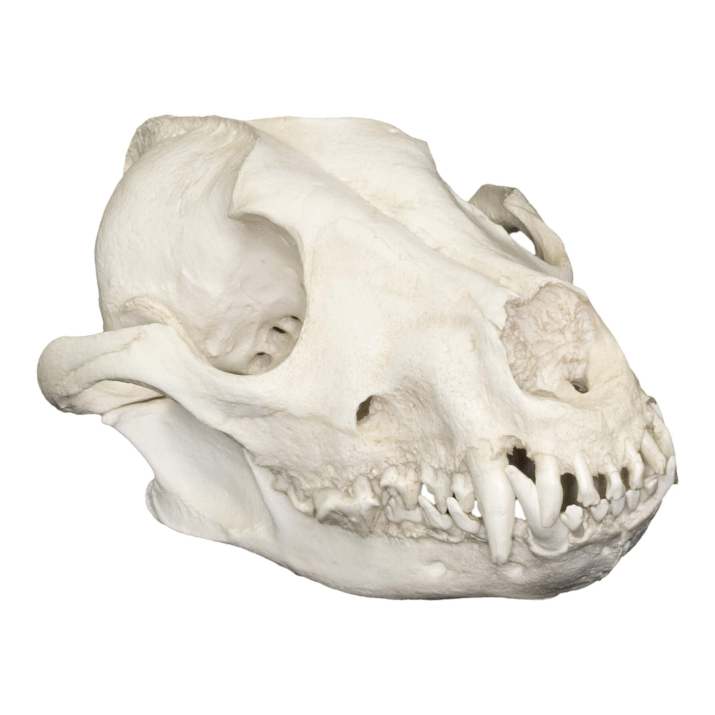 ●Real Animal Skull — 小型哺乳類 頭蓋骨 標本　アート鑑賞用 Amazon.com: African Hunting Dog Skull (Teaching Quality Replica