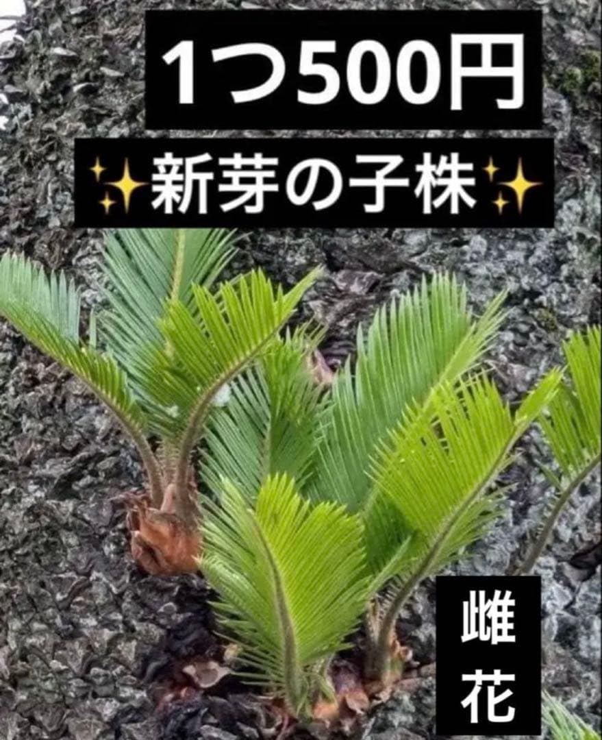 Amazon｜ソテツ 蘇轍 新芽 子株 苗 観葉植物｜観葉植物 オンライン通販
