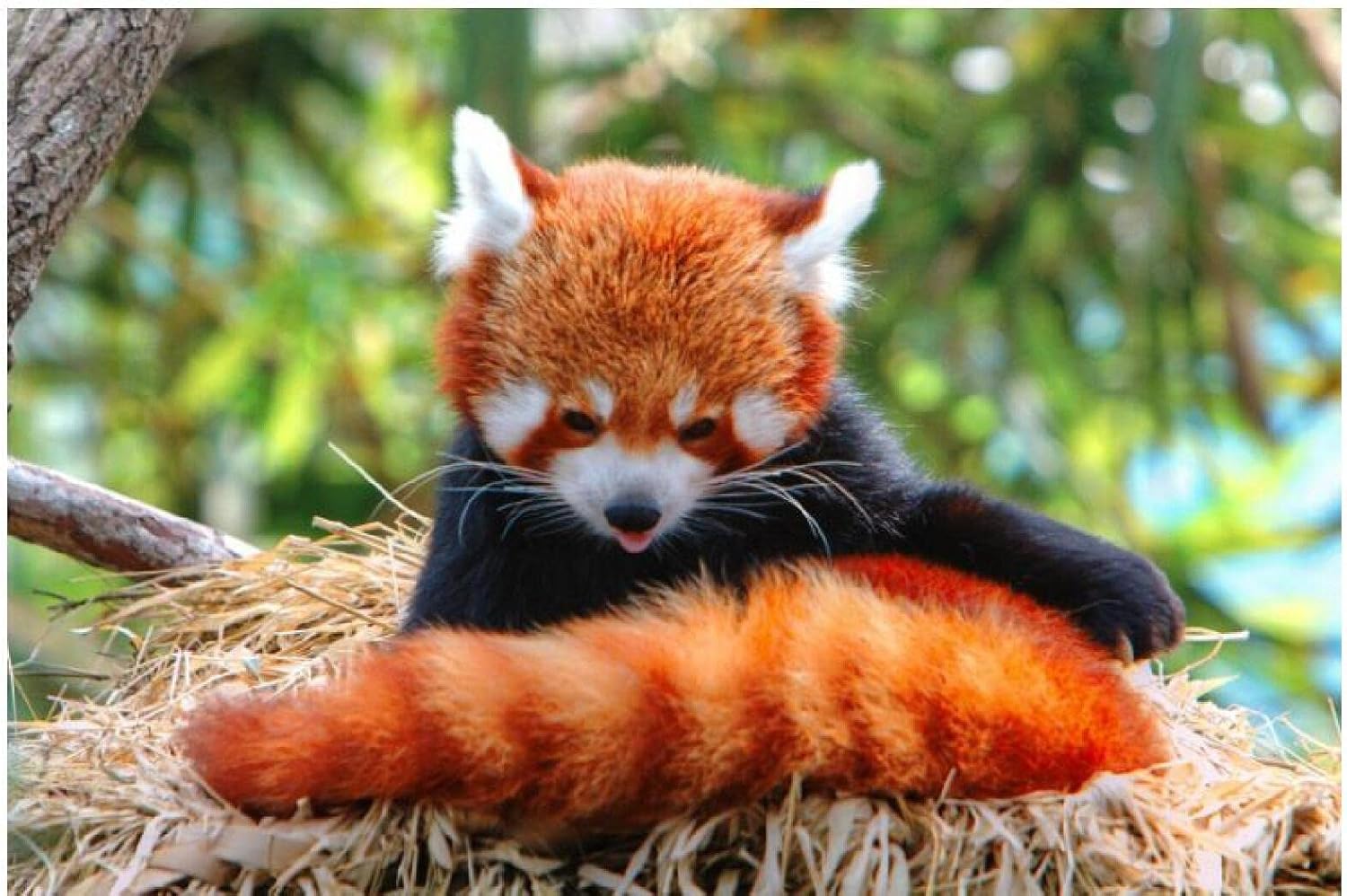 Amazon Co Jp レッサーパンダの動物イラスト 大人と子供のための0の木製ジグソーパズルファミリーゲーム Diyギフトの壁の装飾 動きのロジックと感覚の調整 おもちゃ