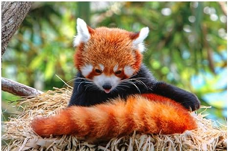 Amazon Co Jp レッサーパンダの動物イラスト 大人と子供のための0の木製ジグソーパズルファミリーゲーム Diyギフトの壁の装飾 動きのロジックと感覚の調整 おもちゃ