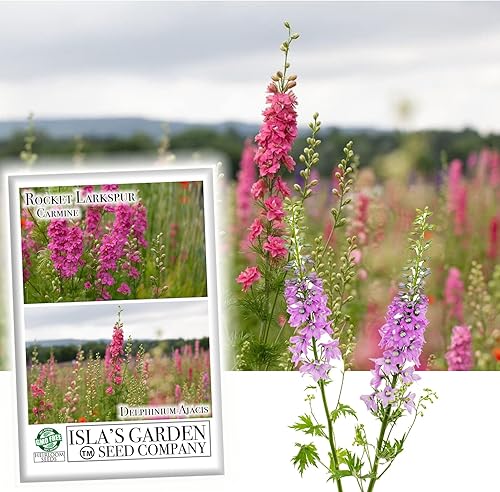 Larkspur Rocket - Semillas de flores de carmín (Delphinium ajacis) – Más de 250 semillas sin OMG y reliquias de Isla's Garden Seeds, flores altas y