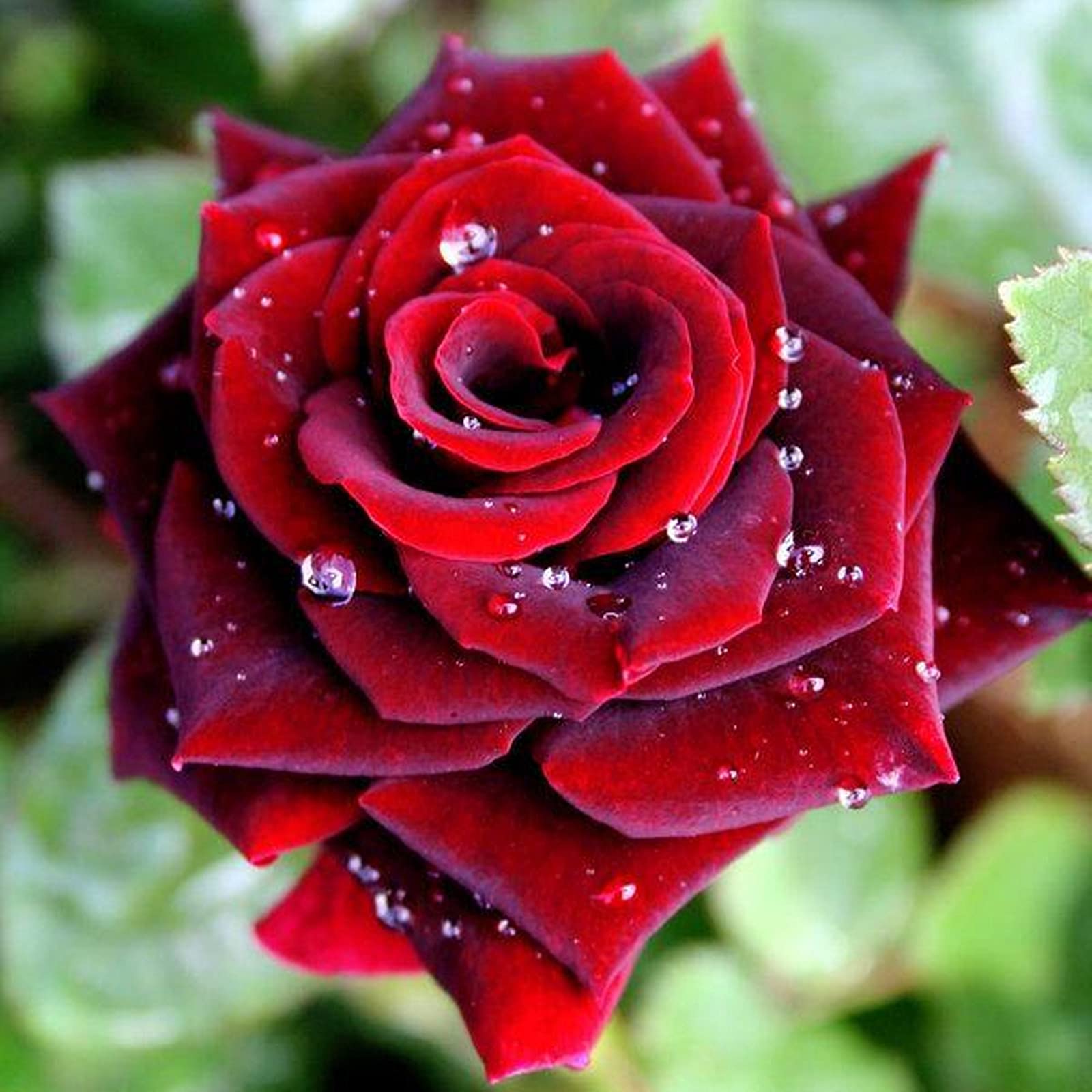 issimi Fiori ornamentali,Decorazione del balcone in Vaso,Tesori del giardinaggio all'aperto,Semi di rosa 100 Pcs