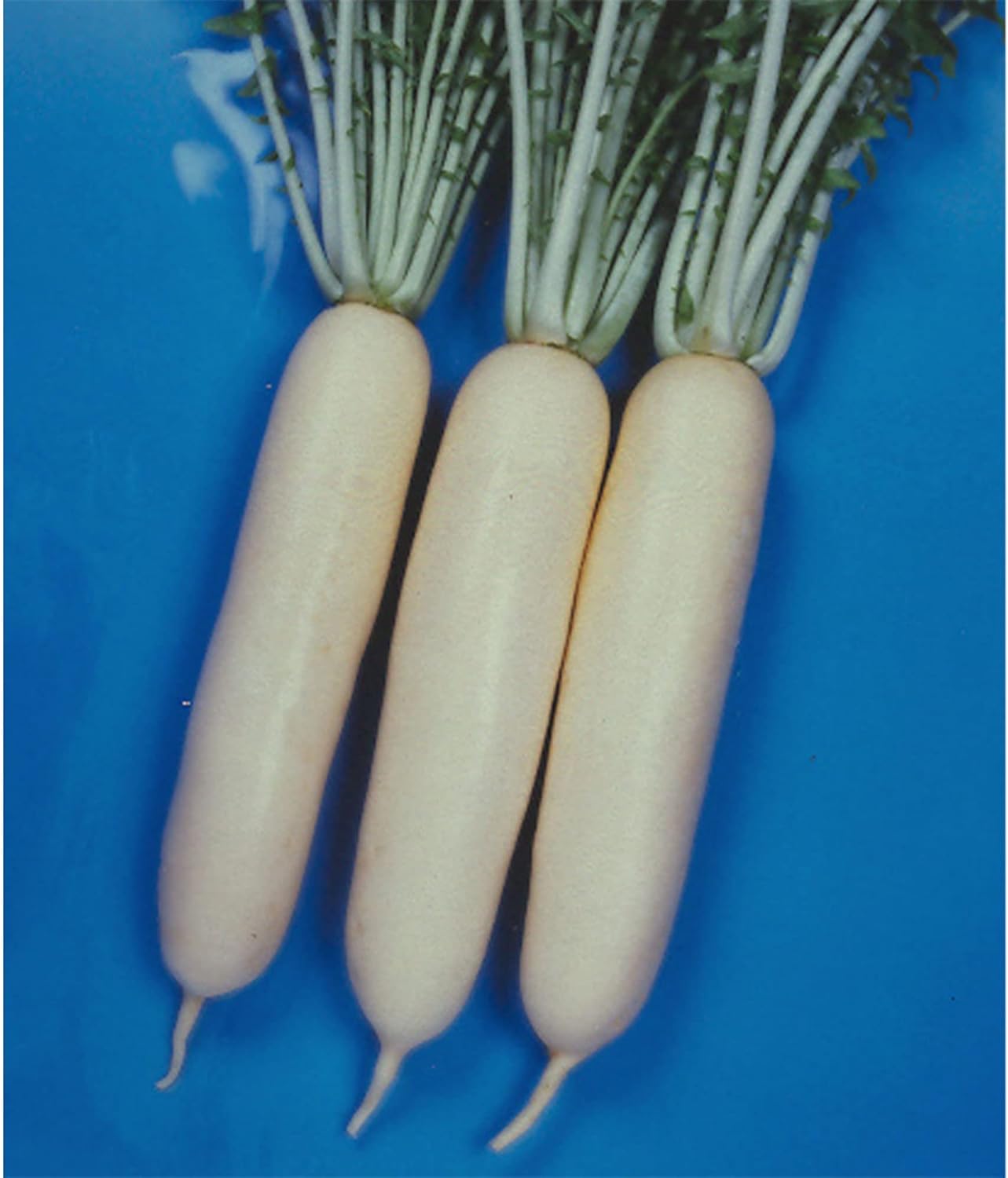 Radish Seeds - Wakayama White - 4 Oz ~14000 Seeds - Non-GMO, Heirloom - Asian Garden Vegetable & Microgreens