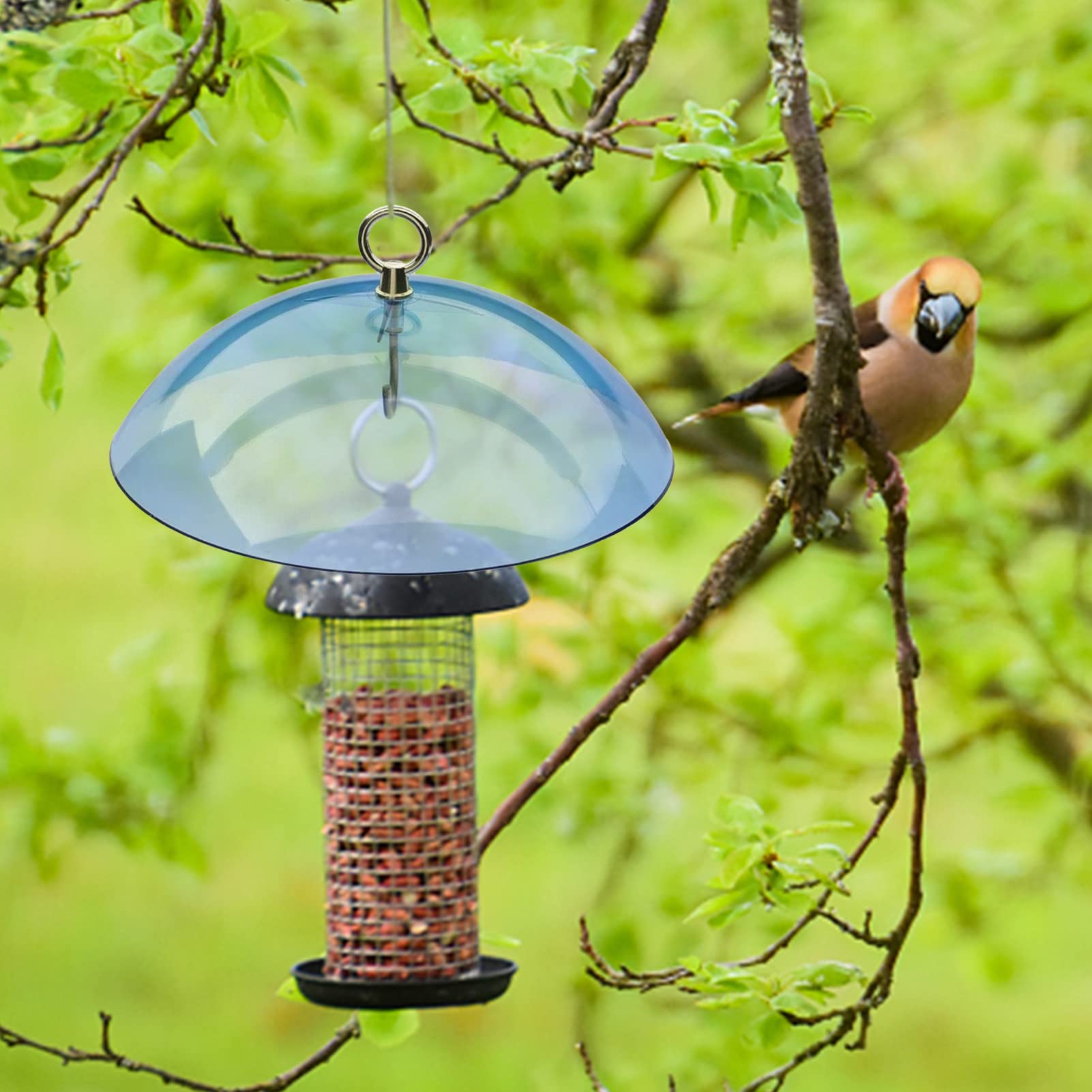 Arrovarp 26cm / 10 Inch Bird Feeder Protective Dome - Squirrel Baffle Protects Bird Stands? Clear Squirrel Baffle Feeder Rain Guard Bird Feeder Accessory