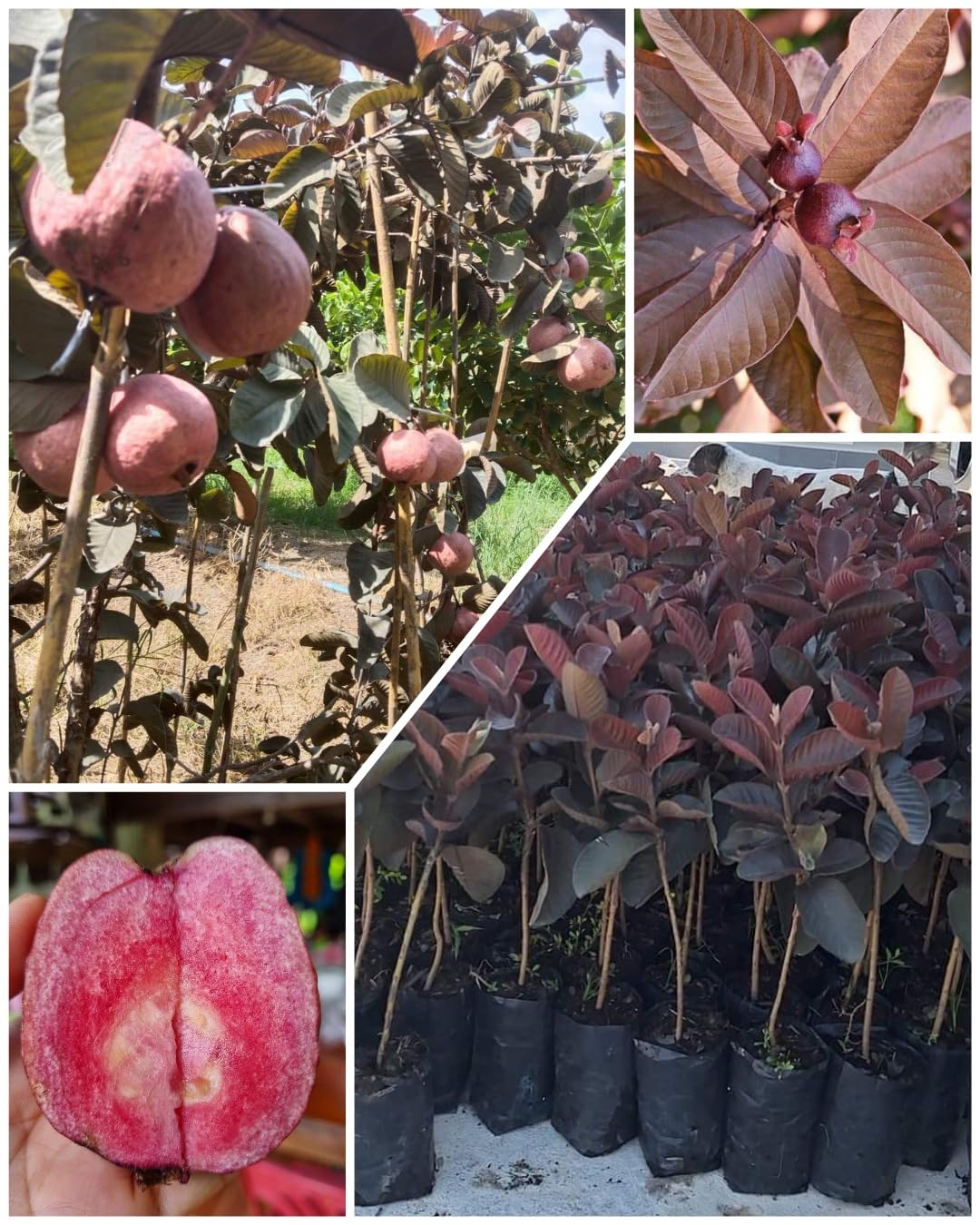 Native Earth Malaysian Red Guava Grafted Plant - Dwarf Variety Red Skin Red Flesh All Season Guava Fruit Tree Height 3 Feet, Pack Of 1 Plant (B0CRL51WLK) Amazon Price History, Amazon Price Tracker