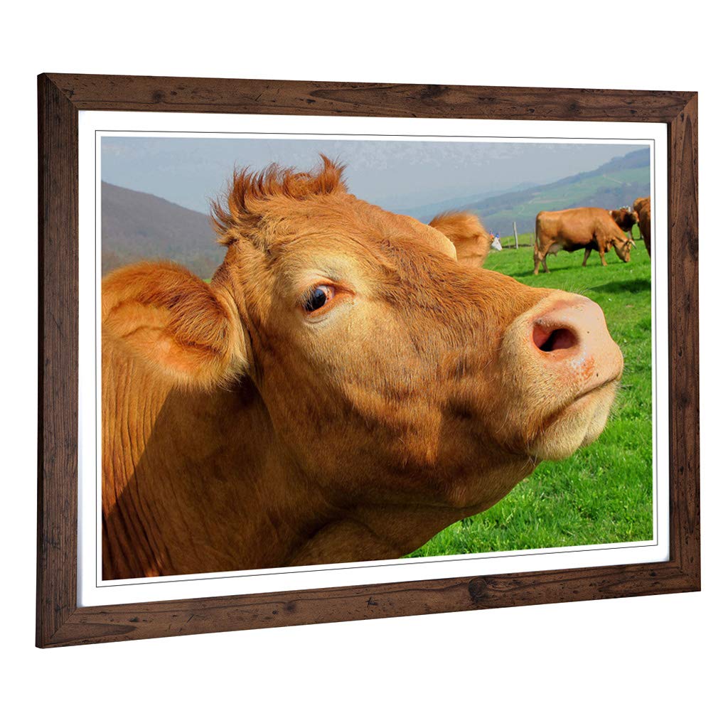 Big Box Art Framed Print of Cow in The Meadow (5) Design | Wall Art Picture | Home Decor for Kitchen, Living, Dining Room, Lounge, Bedroom, Hallway, Office, Walnut, A2 / 24.5x18 Inch / 62x45cm