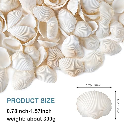 Miniatura 2 de QEQEKAKA Conchas marinas blancas para decorar alrededor de 140  160 piezas pequeñas conchas naturales para manualidades, decoración del hogar,