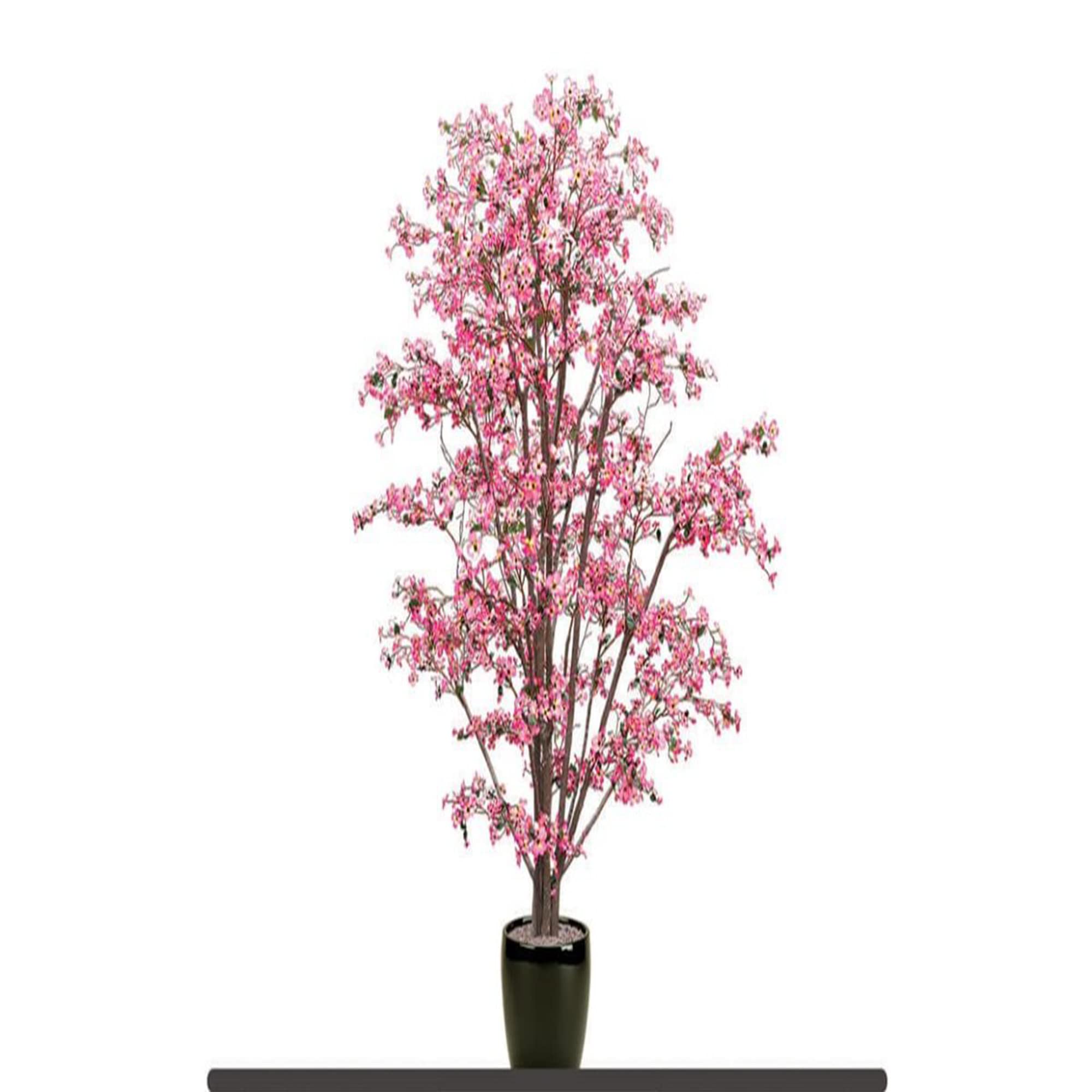 Amazon.com : 5 Pink Flowering Dogwood Seeds, Cornus Florida