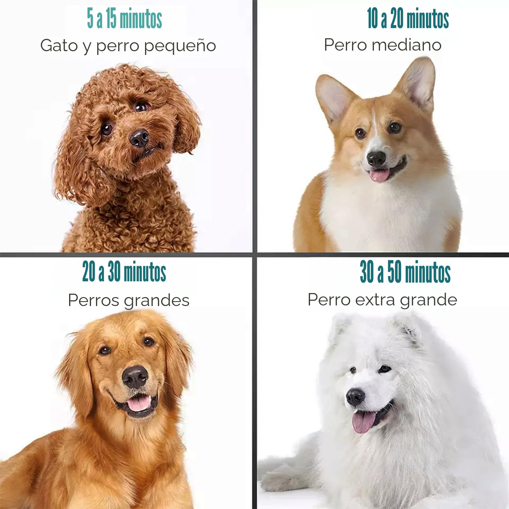 Secador de Pelo para Perros, secador Pelo Profesional para Perros de 2800 W, Velocidad y Calor Ajustables, secador de Pelo para Mascotas, secadores para Perros con 4 boquillas (Negro)