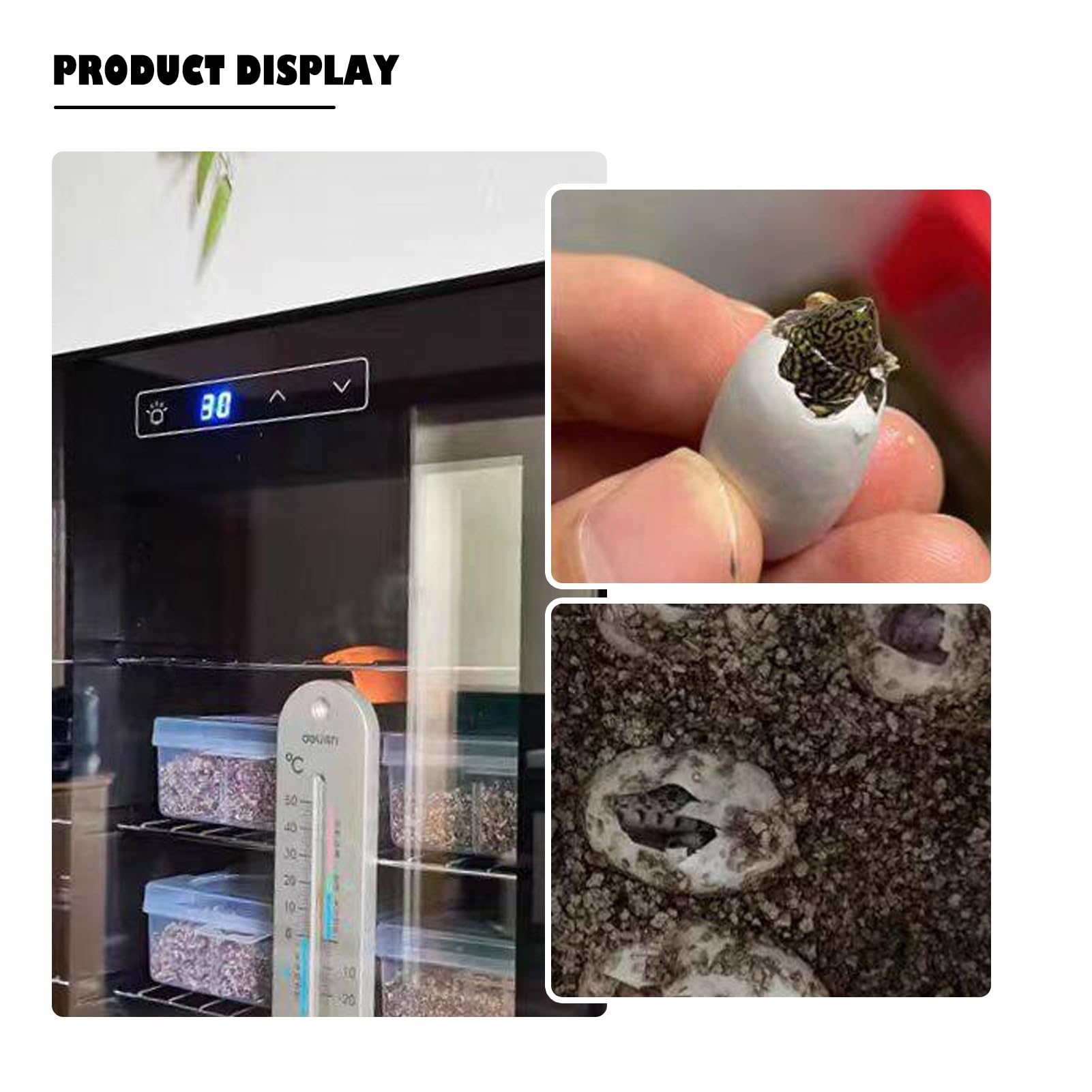 Reptilien-Inkubator, 25 L, Digitaler Eier-Inkubator Mit Präziser Temperaturregelung (10–40 ℃), Leiser Betrieb, Doppelschichtige Glastür(23L)