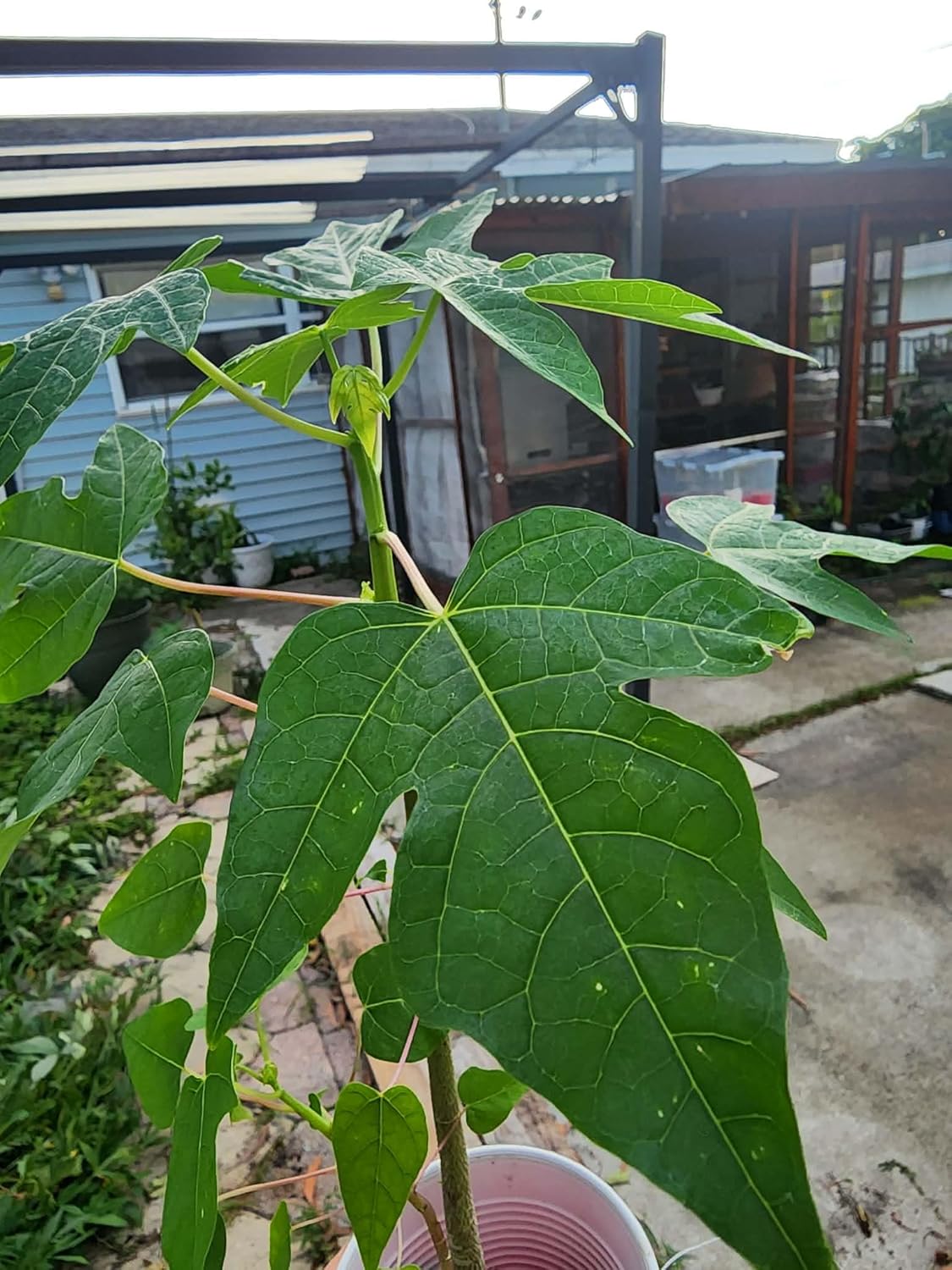 Hawaiian Dwarf Papaya, 7-12 Inch Tall Tropical Fruit Tree for Outdoor or Container Growing - Rare Tropical Tree
