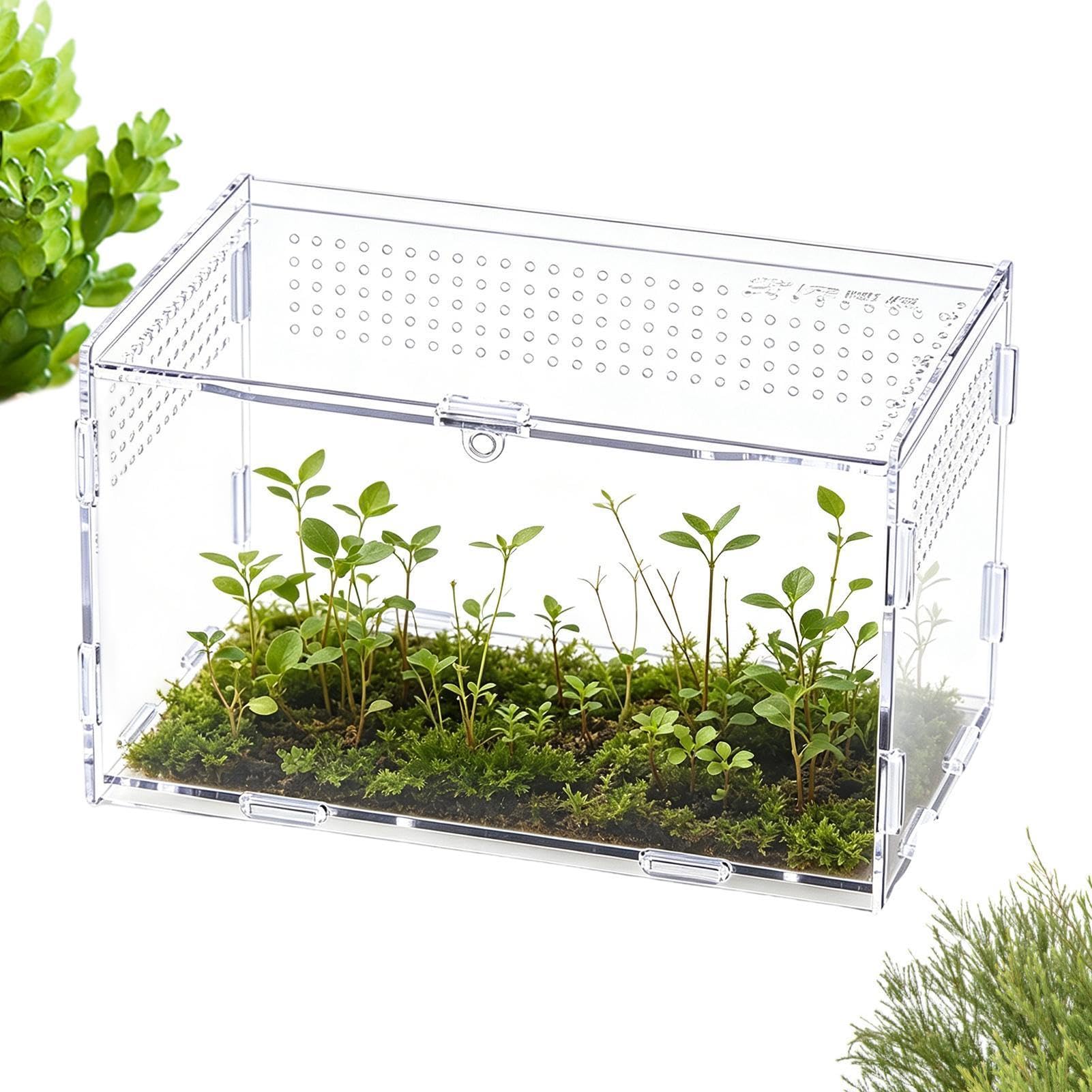 Terrarium pour araignée tarentule reptile grenouille lézard serpent