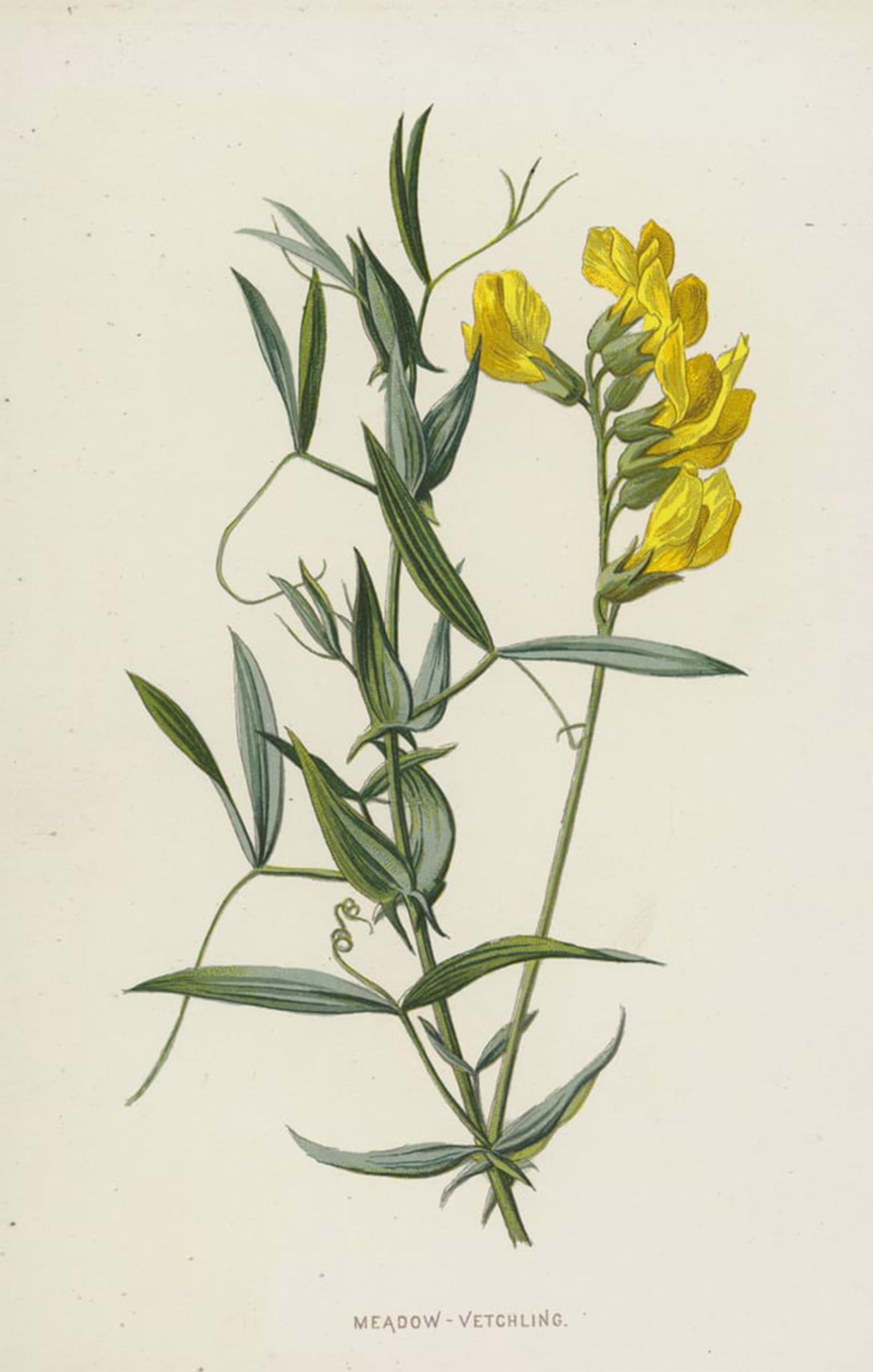 ARTXLXXBN Famous Painting Canvas Artwork Graffiti Print Meadow Vetchling by Frederick Edward Hulme Portrait Canvas Image for Home Decor 60x90cm