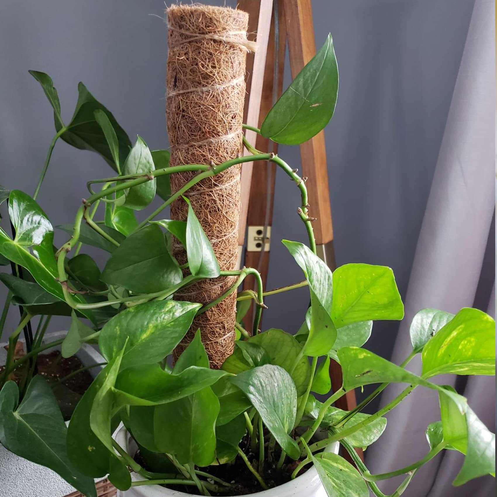 Snapklik.com : 2 Pack Moss Pole, 2 Coco Coir Totem Poles Extending To ...