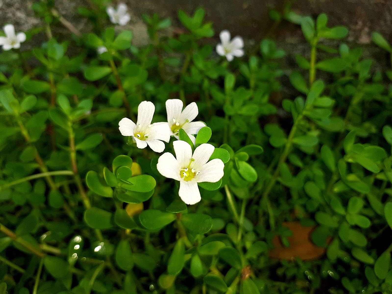 Brahmi Herbal & Medicinal Plant Live (12-18 Strings) | Bacopa Monnieri | Brammi Ayurvedic Plant | Brambhi Non-Aromatic Herb Plant