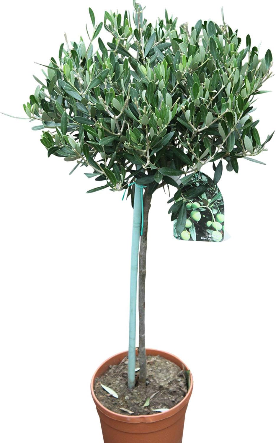 Olea Europaea- Olive Trees - Half standards - Established Plants Approx 100 cm Tall