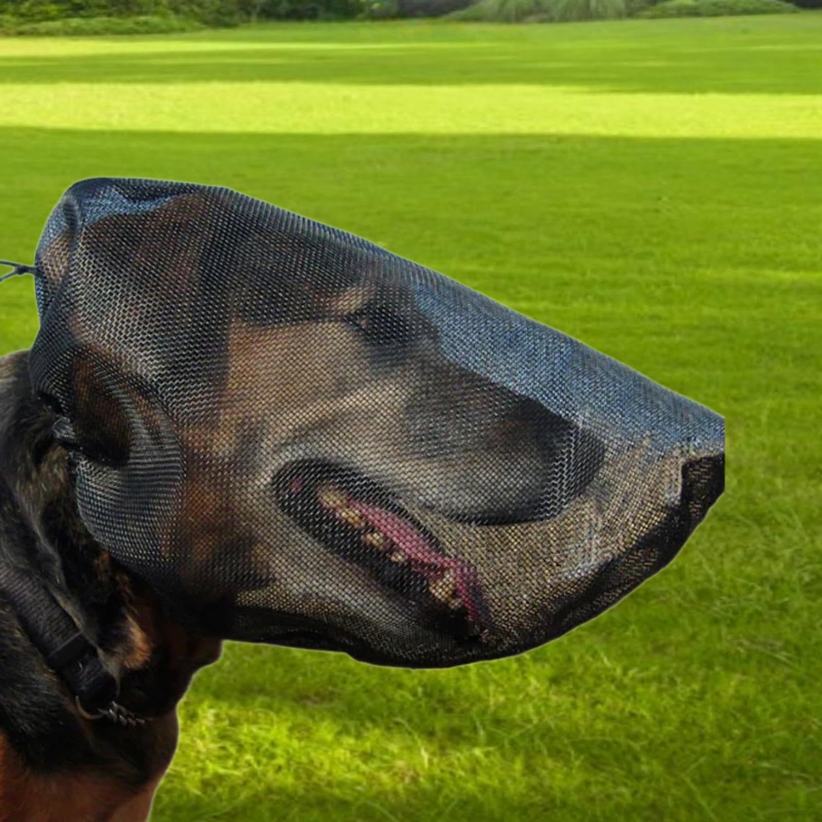 Colcolo Masque de chien, garde de filet en maille, empêchez les épines bâtons rochers du visage de chien de protection pour chiens de protection de chien pour, M