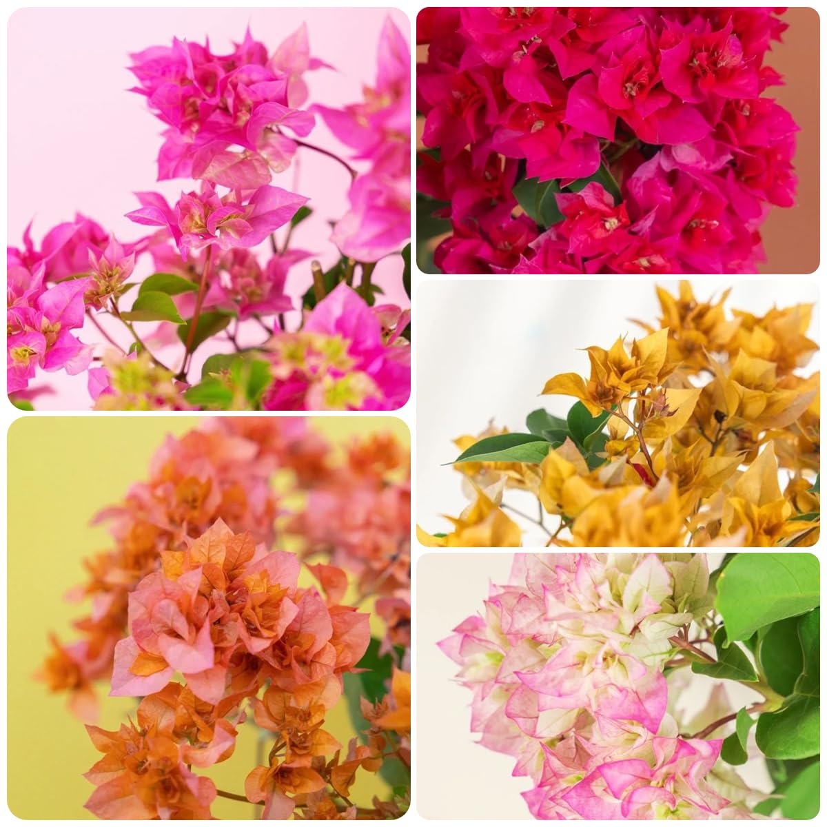 50 Bougainvillea Blumensamen - Bunt Gemischt Für Garten