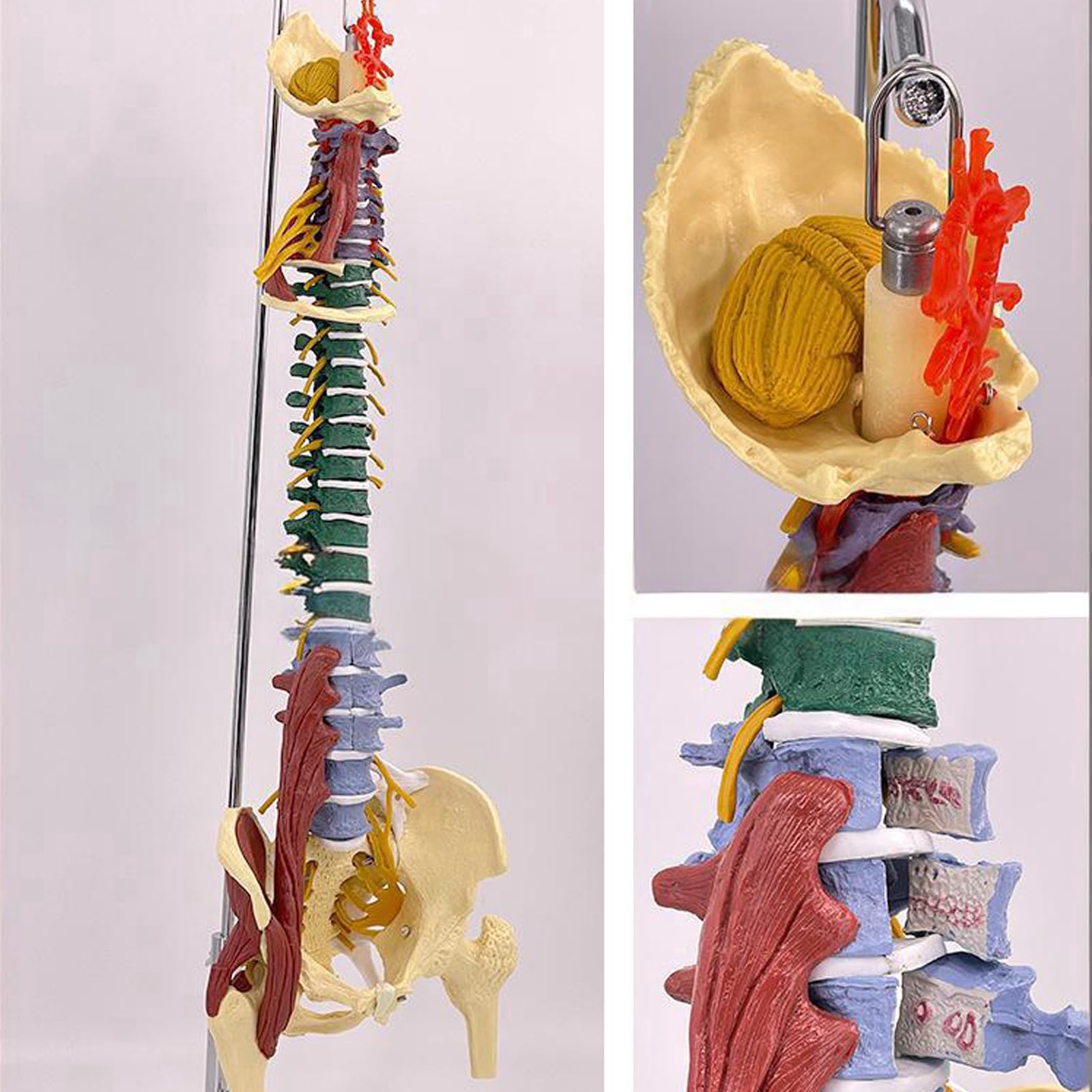 Modelo De Columna Vertebral Humana: Réplica Anatómica A Escala 1:1 con Ligamentos Neuromusculares Y Soporte, Vértebras Lumbares, Torácicas Y Cervicales Desmontables para