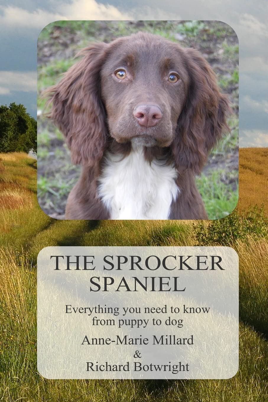The Sprocker Spaniel: Everything you need to know from puppy to dog
