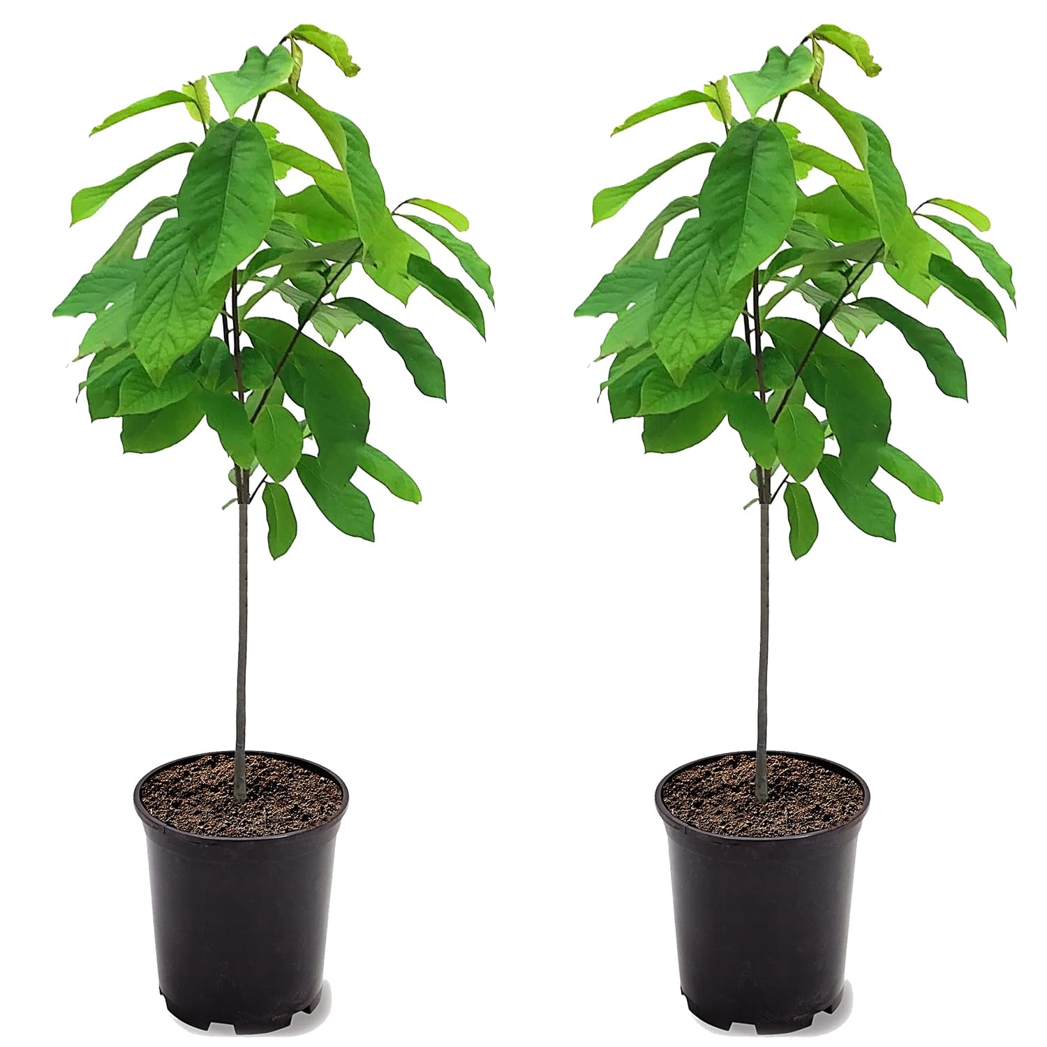Paw Paw Tree Seedlings 2-Pack