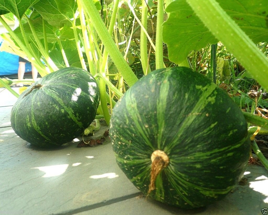 PUMPKIN学園/PumpKin 8mmCD Amazon.com : Japanese Pumpkin Kabocha Seeds - Open Pollinated