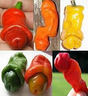 Portal Cool Seeds: 25 Yellow: Chili Peppers Penis Red Green Yellow 25 Or 50 Seeds Free Post X