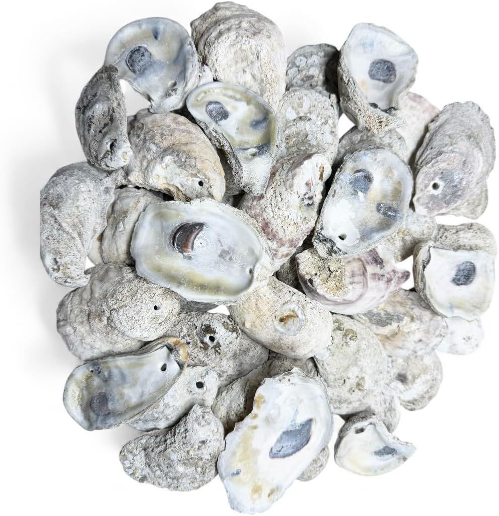 Memory Cross 30 Drilled Oyster Shells for Crafts, 2.5" to 4", Cleaned Natural Sea Shells with Holes for Christmas Ornaments, Decoupage, Wedding Place Cards