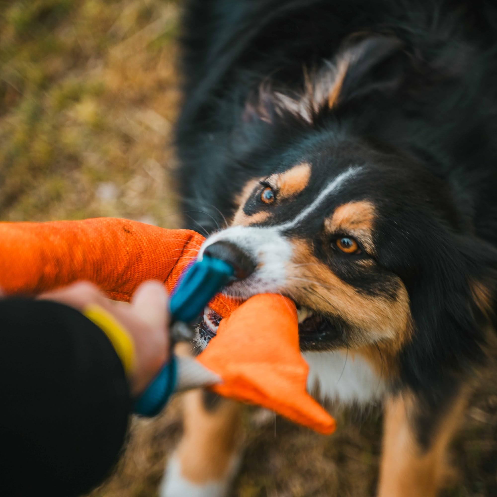 Bull Fit Manicotto per Cani a Ferro di Cavallo 30 cm, Salsicciotto Molto Robusto per I'addestramento dei Cani, per il Tiro alla Fune e per i Giochi di Tiro alla Fune, Verde