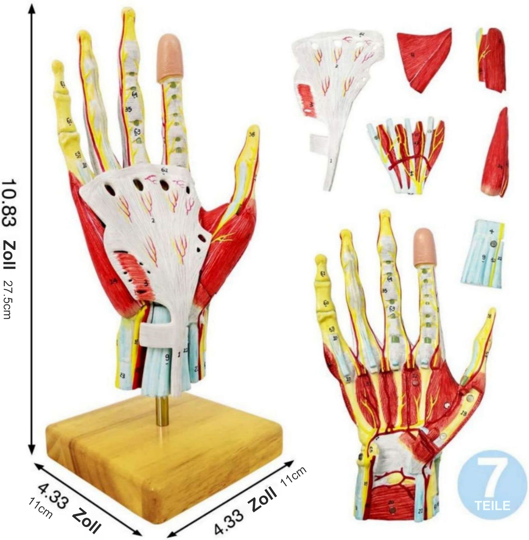 2022 Neues Medizinisches Anatomisches Handskelettmodell Mit Muskeln Bändern Nerven Und Blutgefäßen, 7 Teile, Lebensgroß, Magnetische Einfache Montage (Handmodell)