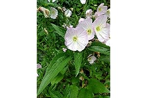 4 Live Plants, Pink Evening Primrose - Night Blooming Beauty