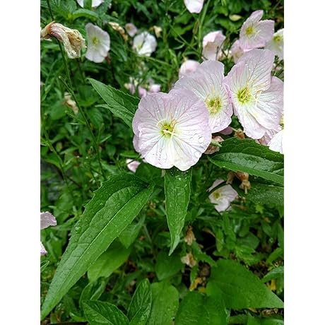 4 Live Plants, Pink Evening Primrose - Night Blooming Beauty