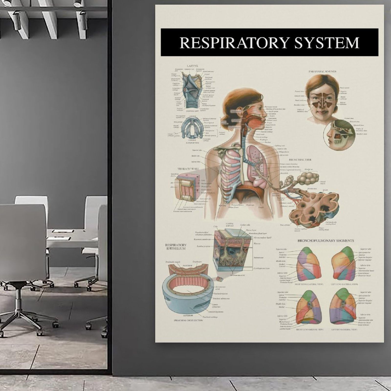The Respiratory System – Anatomy, nowoczesne wydruki na płótnie, obrazy dekoracyjne do pokoju dla chłopców lub dziewczynek, obrazy ścienne do salonu i obrazów z motywami świątecznymi, 50 x 75 cm