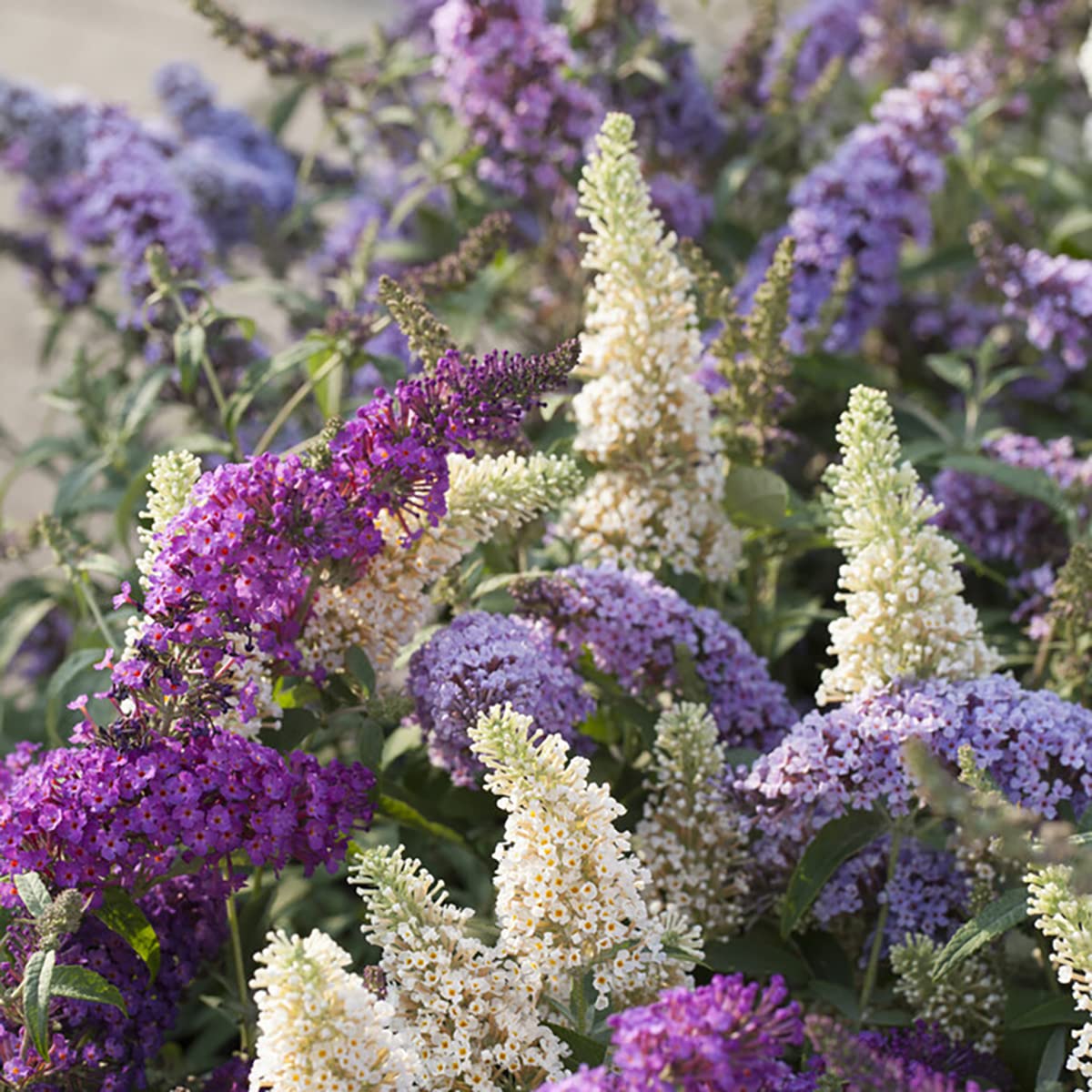 Bloomique - Lot de 3 - Buddleja Davidii - Arbre aux papillons - Rose, Violet, Blanc - Résistant au gel - Plantes de jardin - Hauteur 20-30 cm - Pot 10,5 cm