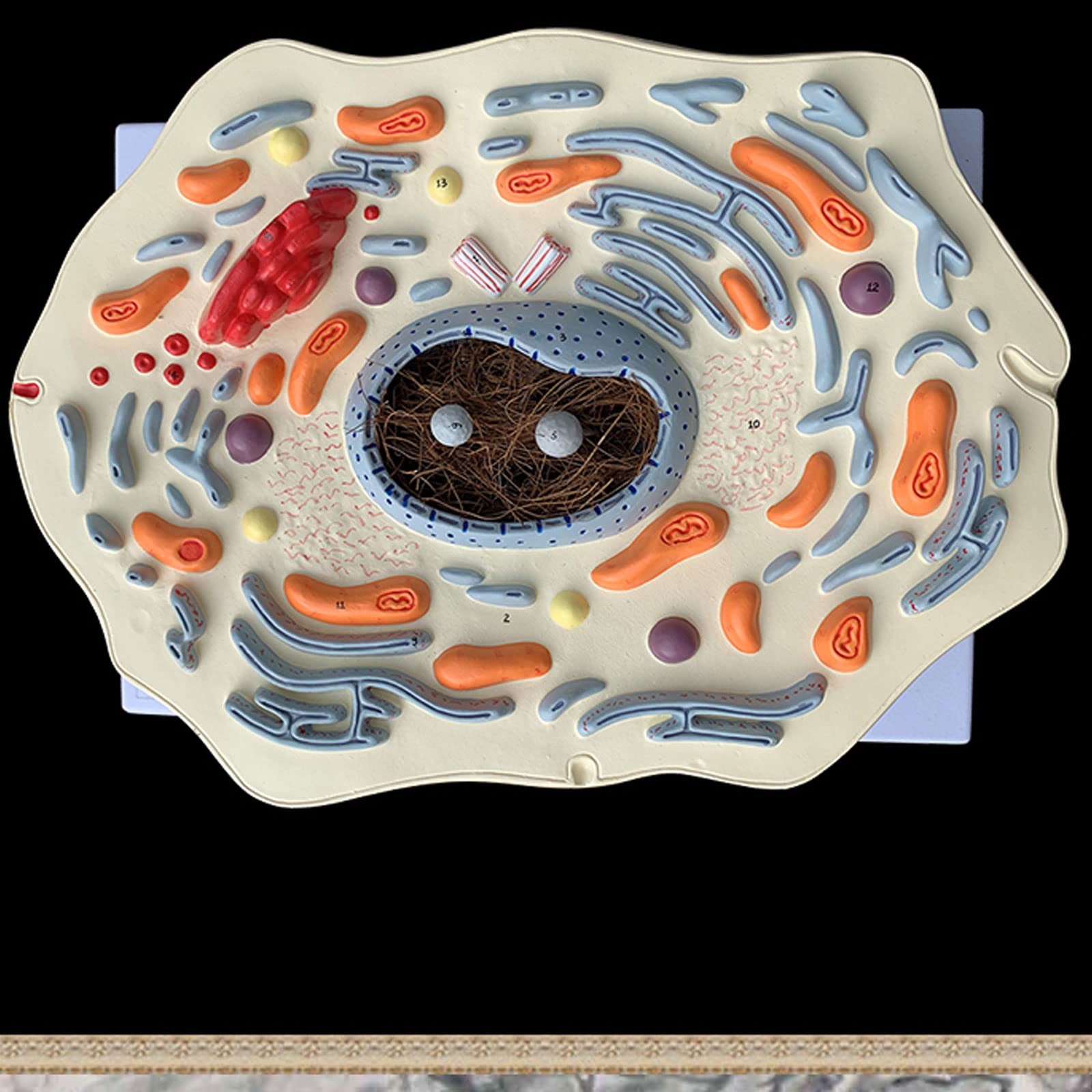 Modèle de Structure sous-microscopique de cellules animales hôpital biologie école Aides pédagogiques étudiant Apprentissage modèle de démonstration