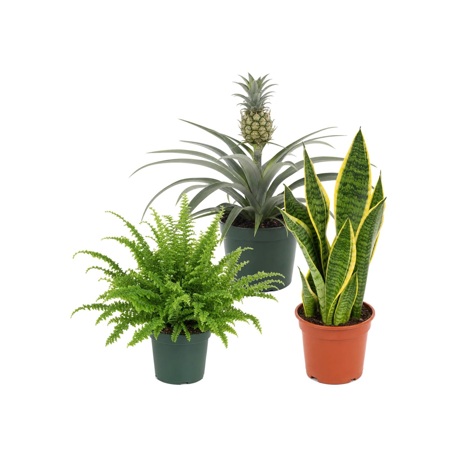 Pack 3 Plantas de Interior para Punto Focal Decorativo DECOALIVE