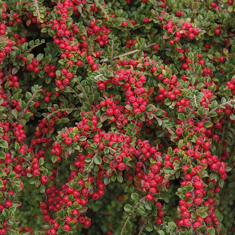 Glossy Red Berries, Wall Training Shrub Cotoneaster ‘Horizontalis’, with Small White-Pink Flowers, Hardy Shrub, in 9cm Pot 1x by Thompson and Morgan (1)