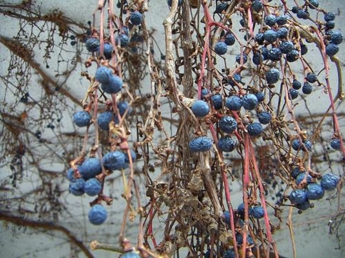 Miniatura 3 de 1-1000 piezas de enredadera japonesa de uva Boston hiedra árbol semillas Woodbine Arbusto vid 0187 (más de 5 semillas)