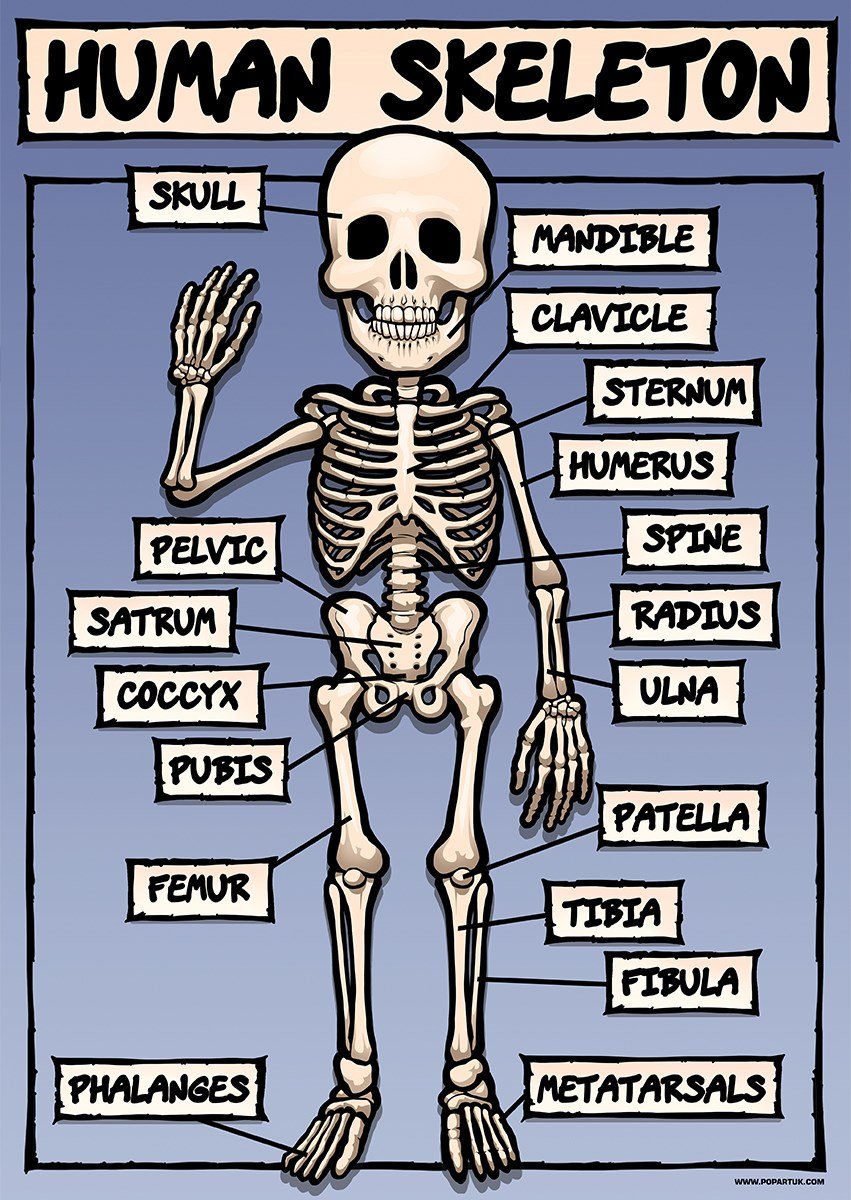 Grindstore The Human Skeleton Mini Poster 32x44cm