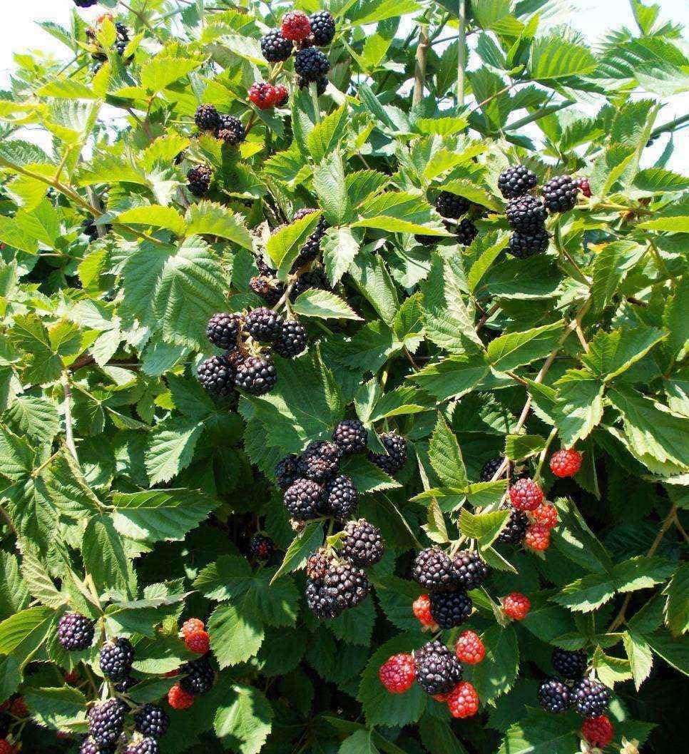 Mora More senza spine "Rubus fruticosus" frutti di bosco pianta in vaso 9x9 cm Vivaio di Castelletto