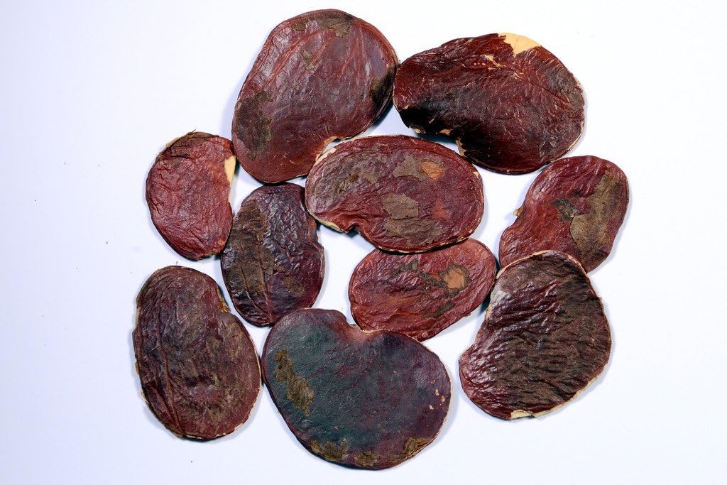 RK Seeds- Flame of the Forest Flower Tree Seeds-Ornamental Seeds Avenue Tree seeds (Butea monosperma Seeds) Pack of 100 g